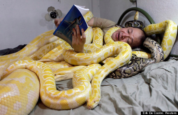 Ông Emmanuel Tangco nằm đọc sách bên cạnh những chú trăn 