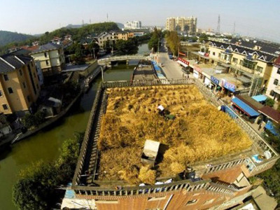 Trồng lúa trên mái nhà. Trồng lúa trên mái nhà