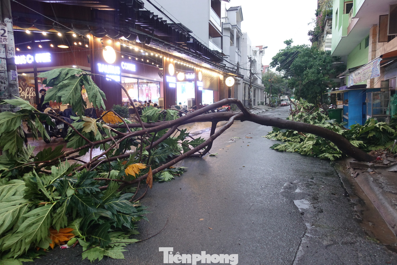 Mưa dông làm ngã đổ một cây xanh tại khu dân cư Bình Phú (khu vực cạnh số nhà 200 Trần Văn Kiểu, quận 6)