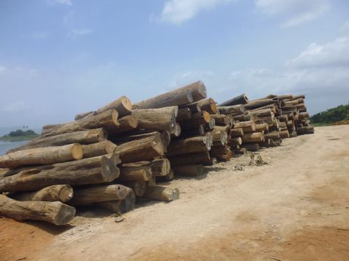 Theo chân “lâm tặc” xem khai thác gỗ dưới lòng hồ ở Panama ảnh 1