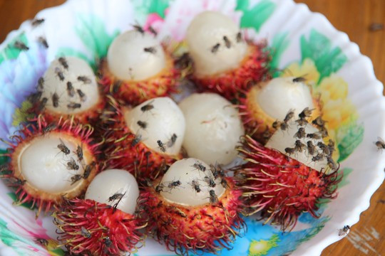 Ở ấp không dám cười vì sợ ruồi lọt vào bụng ảnh 2