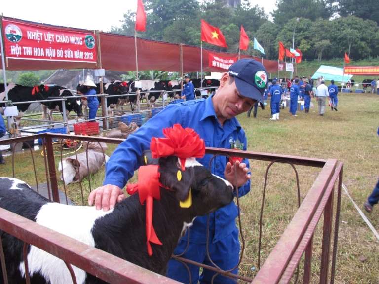 Nhiều chú bê ăn sữa cũng dự giải lần này