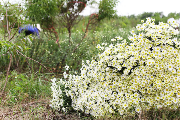  Loài hoa này được trồng nhiều ở miền Bắc và mất tới 4 tháng chăm sóc kể từ lúc gieo hạt