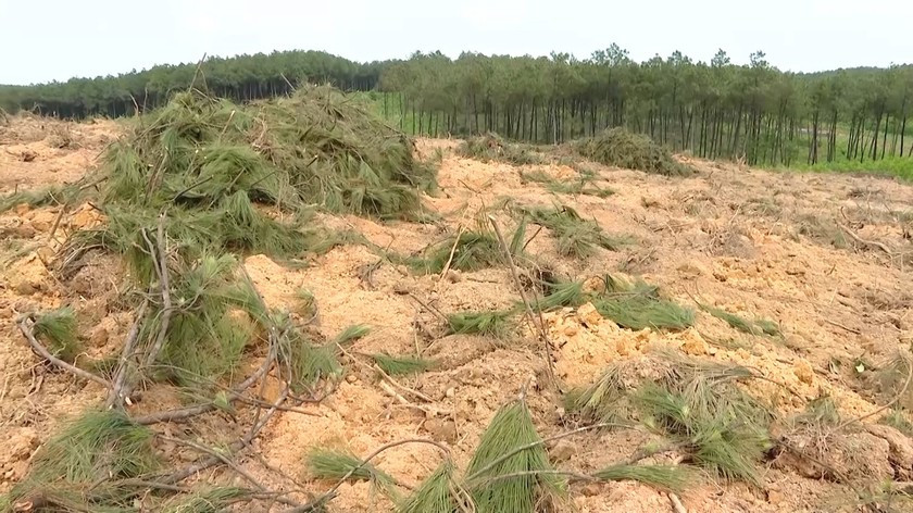 Hiện trường phá rừng thông