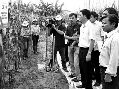 Bộ trưởng Bộ NN&PTNT Cao Đức Phát kiểm tra khu khảo nghiệm ngô BĐG tại Hưng Yên. Ảnh: Đinh Huệ