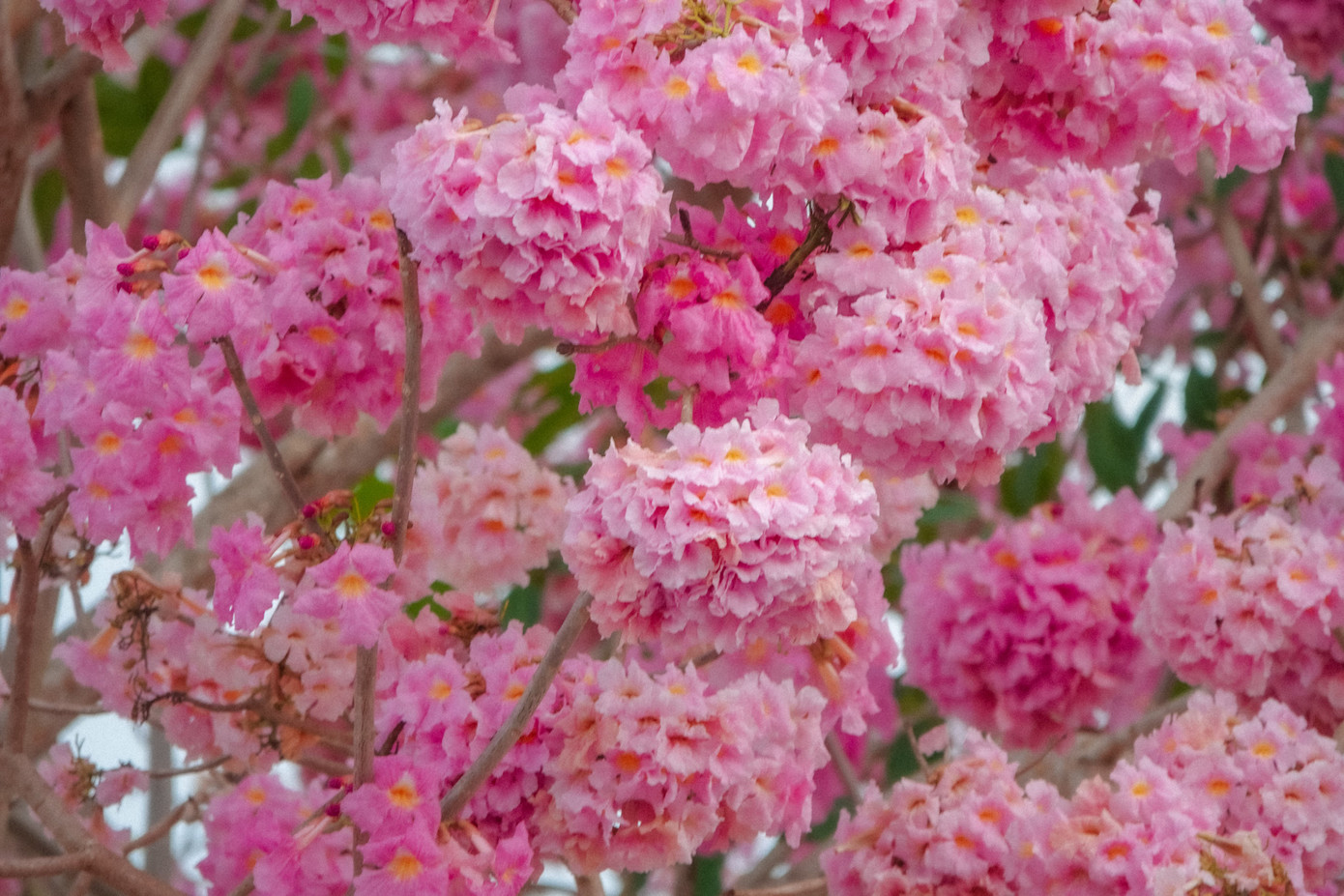 Đây là loài hoa xuất xứ từ châu Mỹ, có màu hồng phấn, mọc thành chùm trông rất đẹp mắt. Đây là loài hoa xuất xứ từ châu Mỹ, có màu hồng phấn, mọc thành chùm trông rất đẹp mắt.