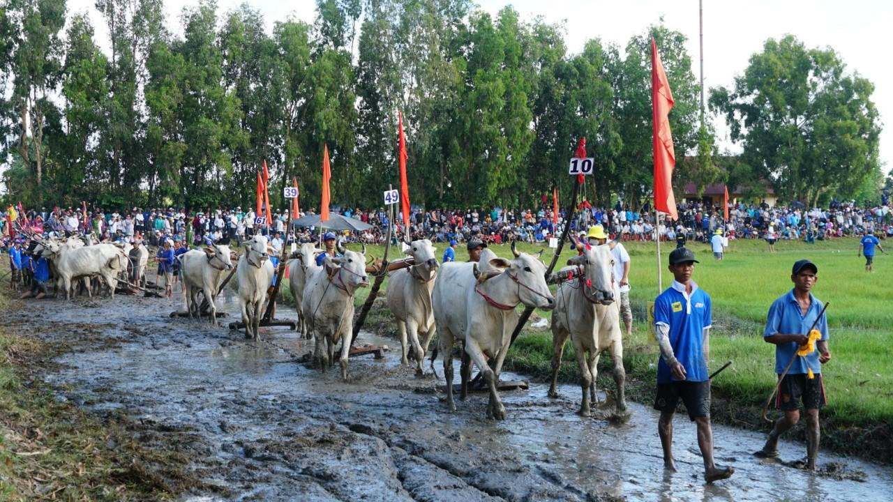 Năm nay, Lễ hội đua bò Bảy Núi được diễn ra sôi nổi tại sân đua bò xã Vĩnh Trung, huyện Tịnh Biên, tỉnh An Giang. Đây là hoạt động văn hoá, thể thao sôi nổi thiết thực hướng đến kỷ niệm 190 năm thành lập tỉnh An Giang và nhân dịp lễ Senl Dolta (lễ cúng ông bà) của dân tộc Khmer Nam Bộ (ngày lễ mang đậm dấu ấn văn hóa truyền thống dân gian của người dân tộc Khmer, đánh dấu thời gian bắt đầu cho vụ lúa mới).