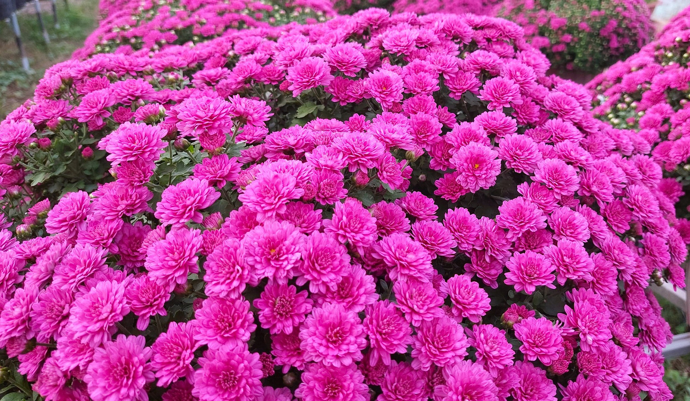 Dự kiến, năm 2024 sẽ có 20.000 chậu hoa cúc mâm xôi tím phục vụ bà con vui xuân đón Tết.