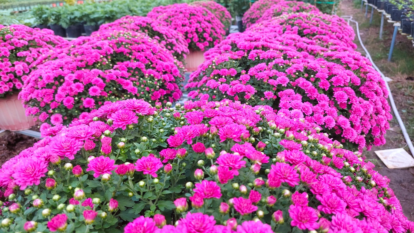 Những chậu cúc mâm xôi tím rực rỡ lần đầu tiên xuất hiện tại Cần Thơ.