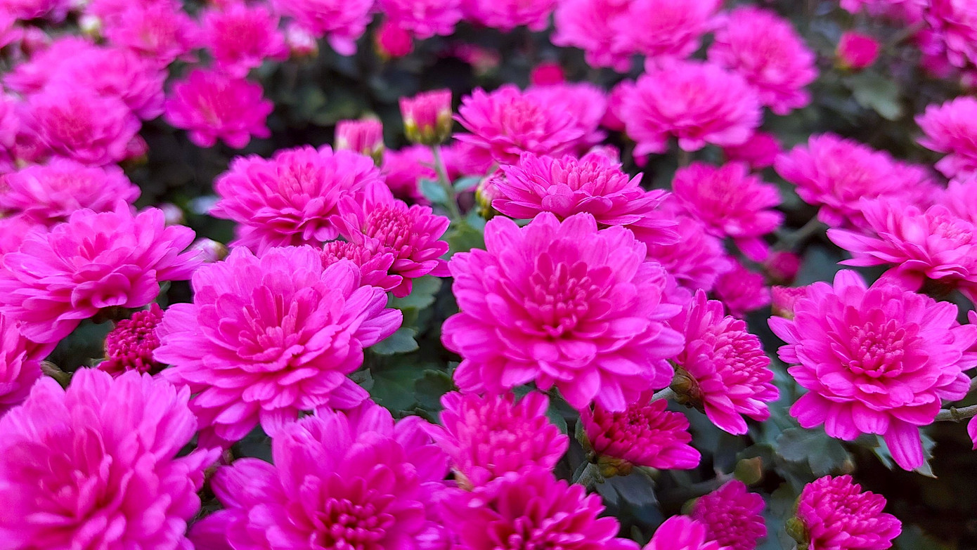 Màu tím hút hồn, khiến khách hàng tìm đến mua