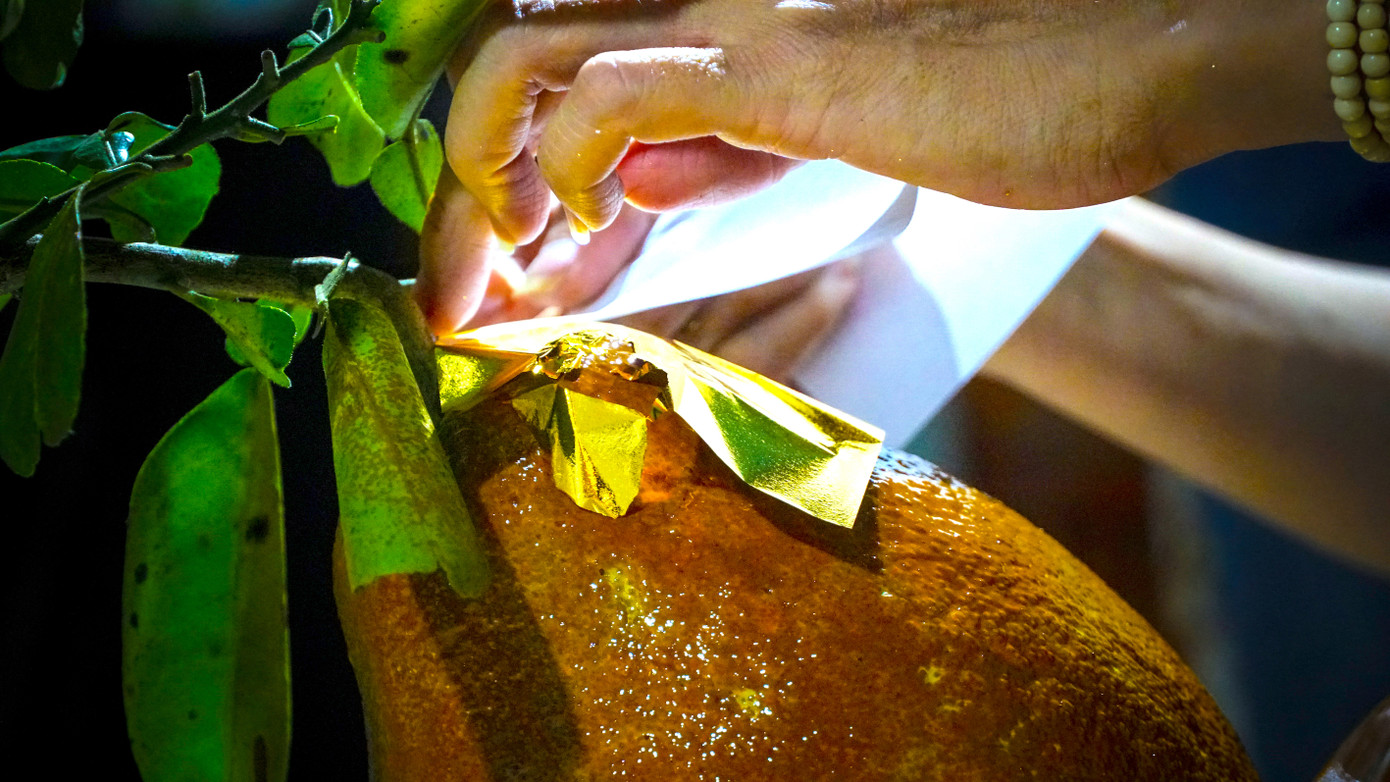 Tùy theo kích thước trái, chị Phước sẽ dùng khoảng 50 – 55 miếng lá vàng (loại lá khổ 9x9cm) để phủ đều lên bề mặt.