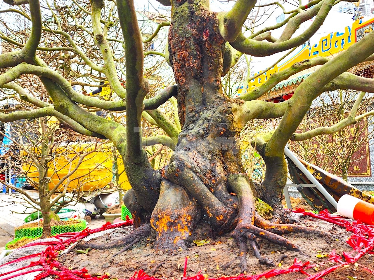 Những gốc mai "khủng", dáng thế lạ mắt tại chợ hoa xuân Long Xuyên dịp Tết Quý Mão 2023 - Ảnh: Kim Hà.