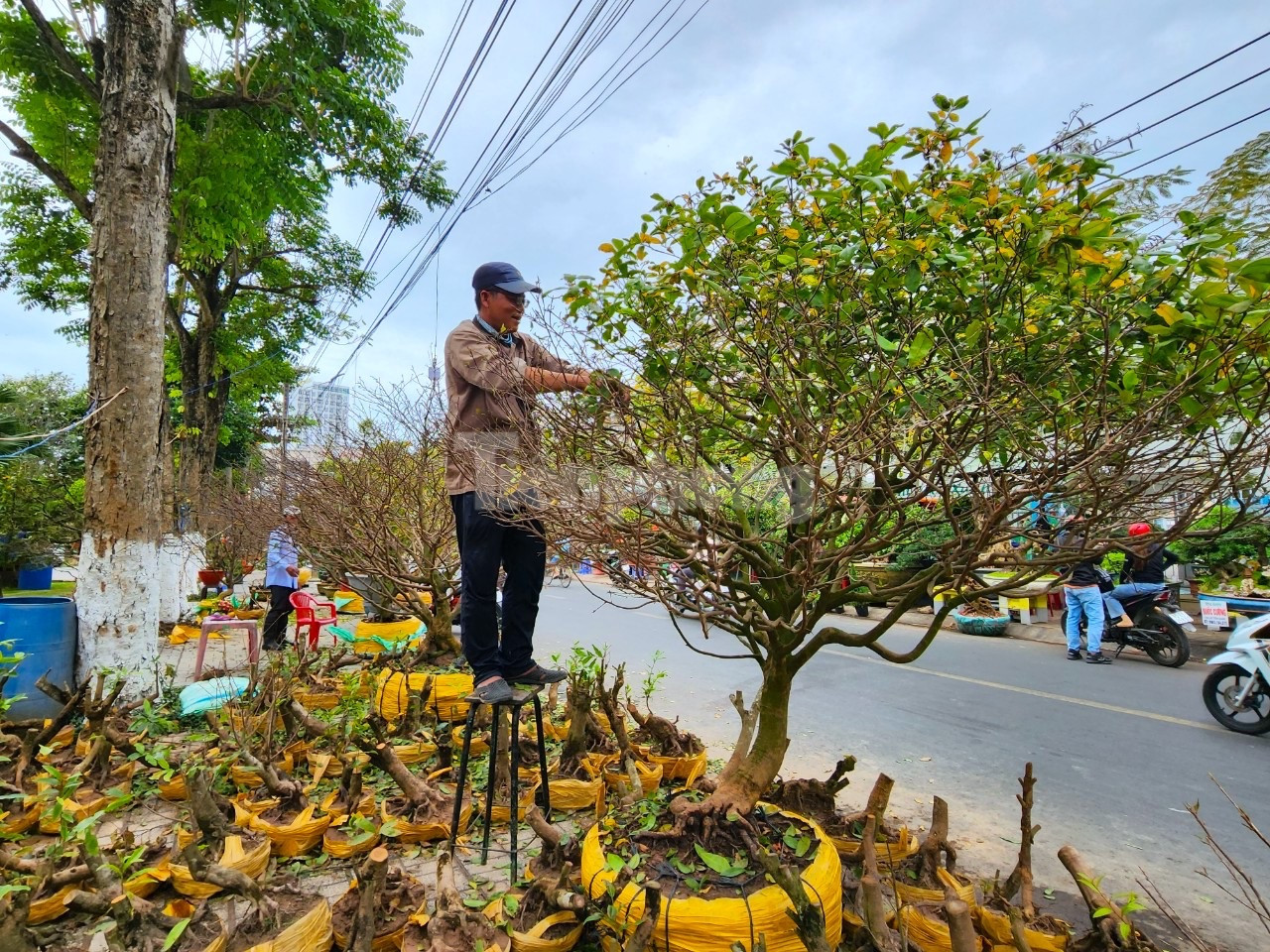 Có nhiều năm bày bán mai Tết tại chợ hoa Xuân, anh Võ Tiền Giang (36 tuổi, ngụ quận Thốt Nốt, TP Cần Thơ) nhận định: “Năm nay, mai vàng tiền tỷ được nhà vườn đưa lên chợ ít hơn năm trước, cây vài trăm triệu thì nhiều hơn. Giới săn lùng cây kiểng mua đi bán lại thường dựa vào phong thủy, họ tìm cây tàn đa, tàn đào; còn những cây định giá tiền tỷ thì phải nhất đế, nhì thân, cây nguyên thủy, ít chỉnh sửa…” - Ảnh: Kim Hà.