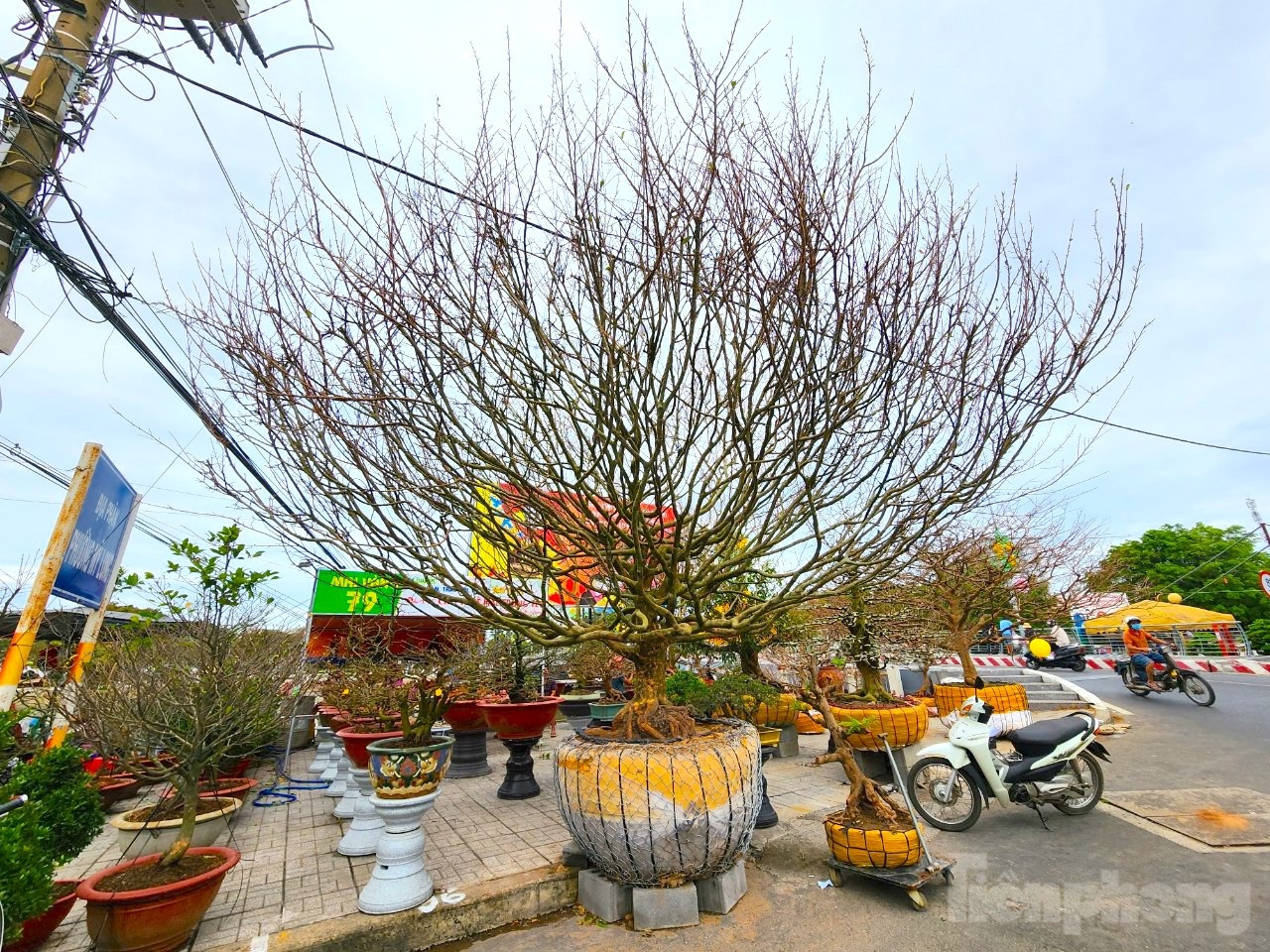 Cây mai 2 tỷ đồng đang được anh Giang bày bán - Ảnh: Kim Hà.