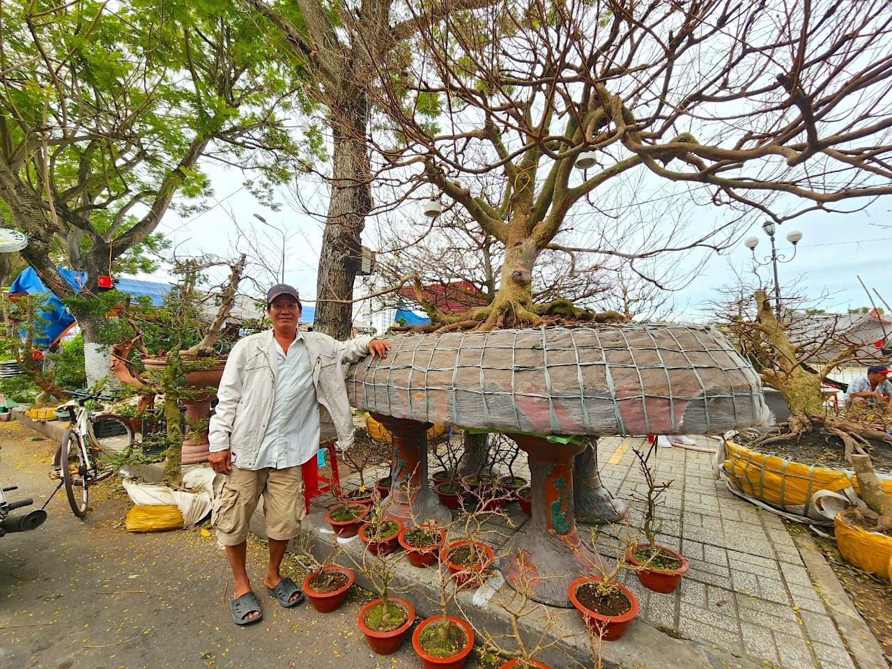 Cây mai đặc biệt của anh Rạng khiến nhiều người chơi mai kiểng rất ấn tượng. Nó là giống mai vàng 6- 10 cánh, bề hoành gốc 90cm, cao 2,5m, được rao bán với giá 3,5 tỷ đồng - Ảnh: Kim Hà.