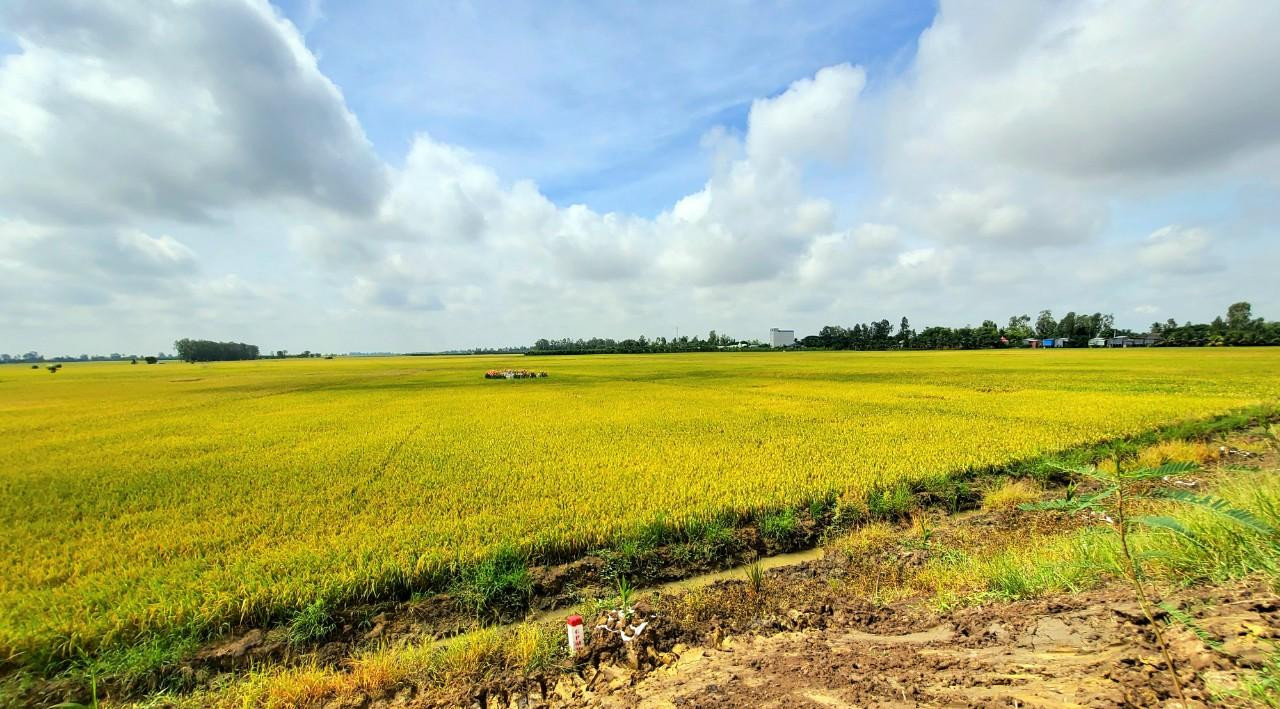 Ngành lúa gạo là một trong hai trụ cột của tỉnh An Giang theo nhận định của nguyên Chủ nhiệm Ủy ban Kinh tế của Quốc hội. Ảnh: Kim Hà. Ngành lúa gạo là một trong hai trụ cột của tỉnh An Giang theo nhận định của nguyên Chủ nhiệm Ủy ban Kinh tế của Quốc hội. Ảnh: Kim Hà.