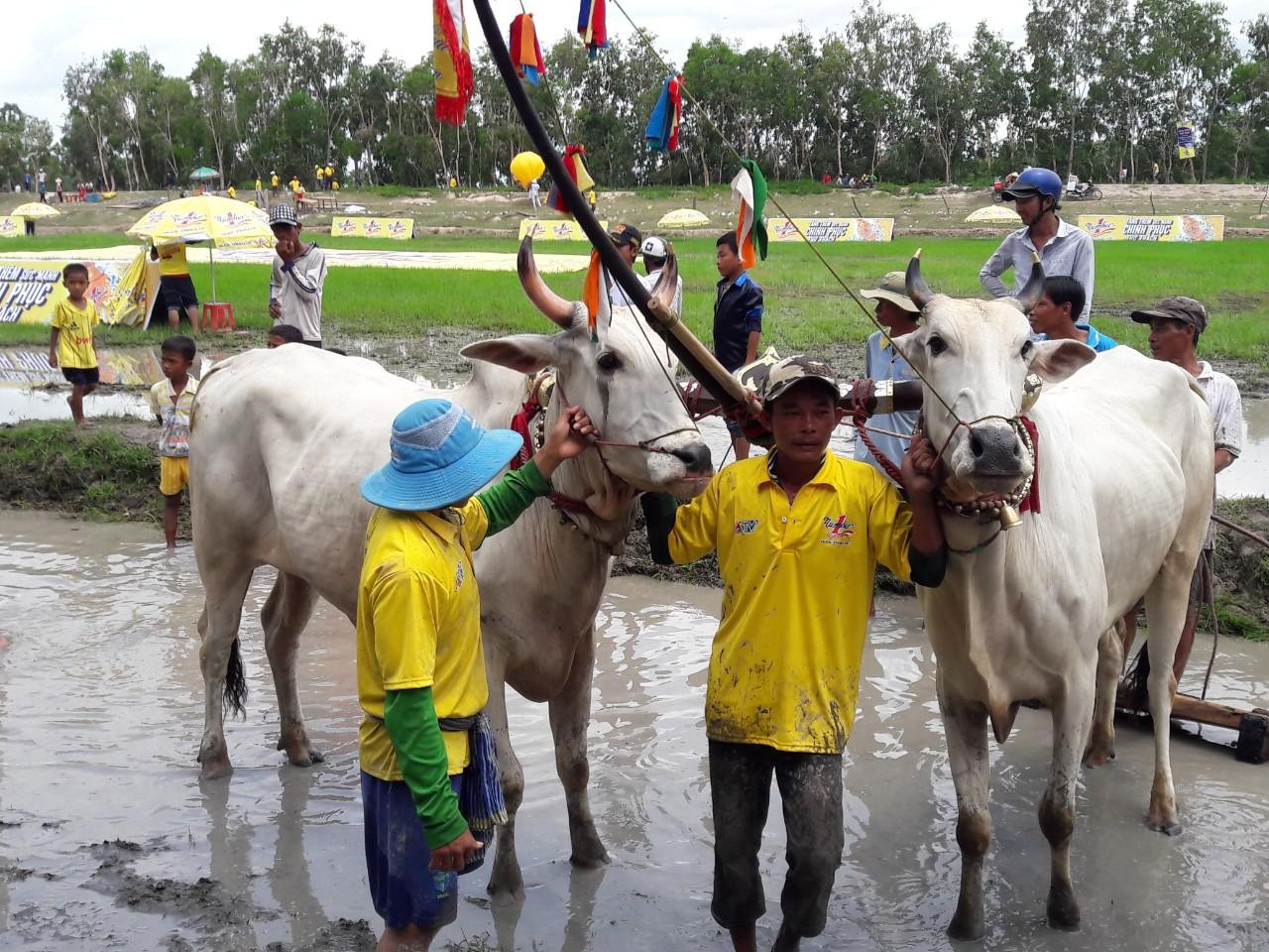 Lễ hội đua bò truyền thống cũng sẽ được tổ chức trở lại sau hai năm tạm hoãn vì dịch. Ảnh: Kim Hà.
