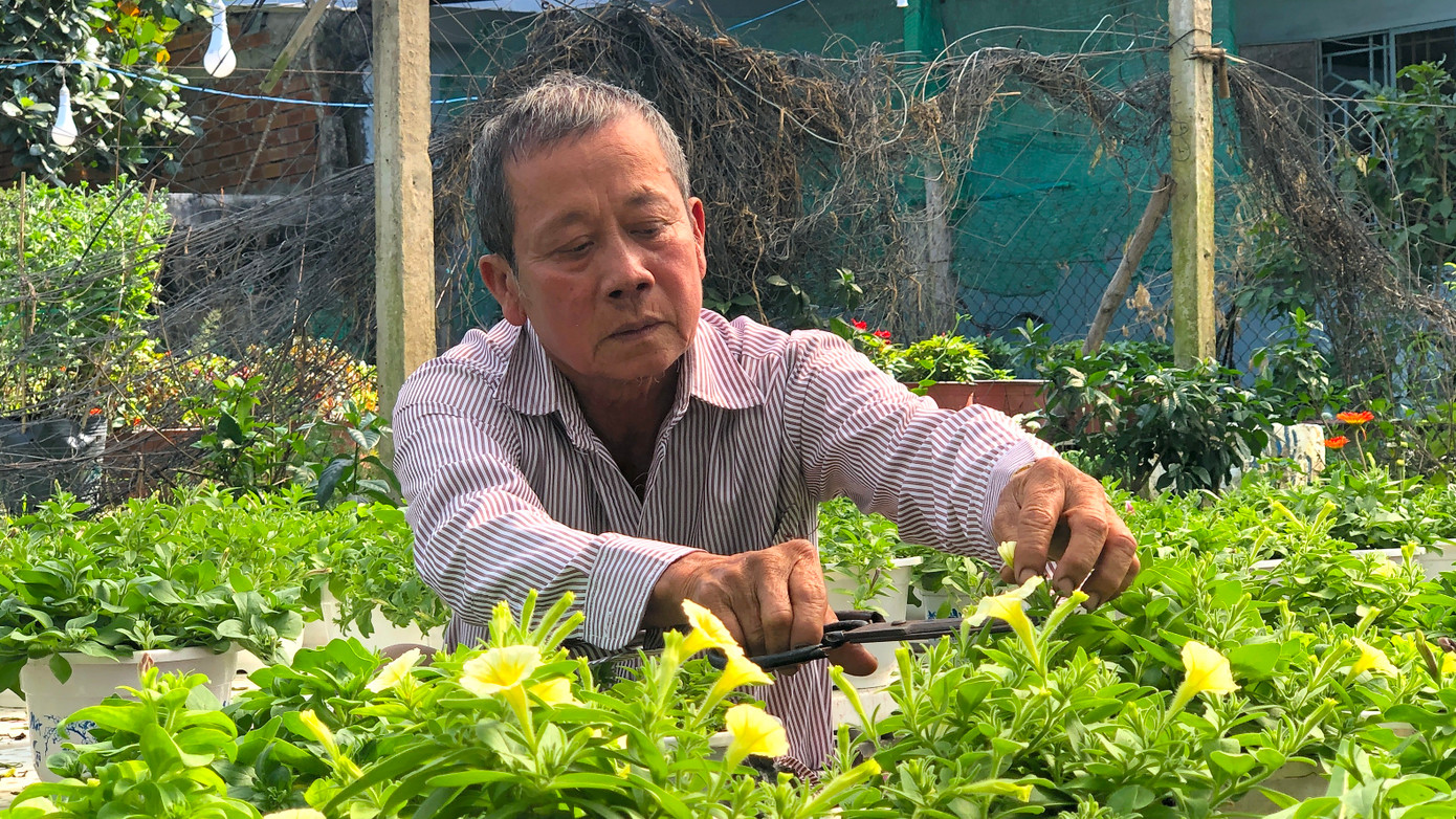 Ông Đoàn Hữu Bốn - Giám đốc Hợp tác xã hoa kiểng Bình An, phường Long Hòa, kiêm Phó Chủ nhiệm Làng nghề hoa kiểng Phó Thọ - Bà Bộ là người luôn tìm tòi những loại hoa mới về trồng thử nghiệm, rồi chuyển giao cho bà con trồng hoa - Ảnh: Kim Hà.