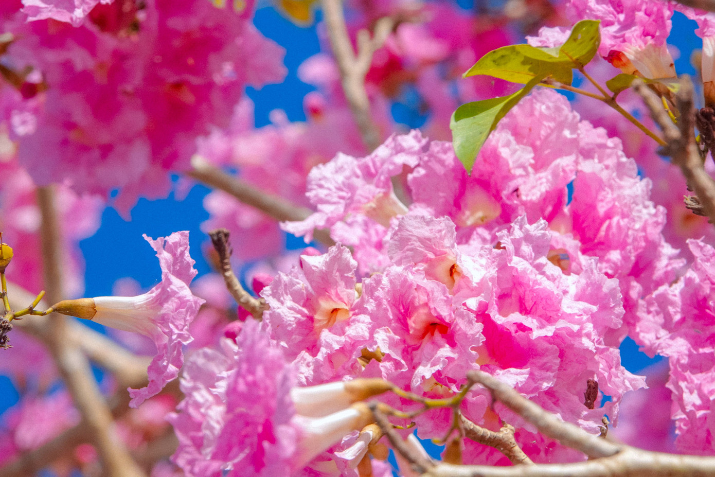 Cánh hoa mỏng, sắc tươi thắm. Cánh hoa mỏng, sắc tươi thắm.