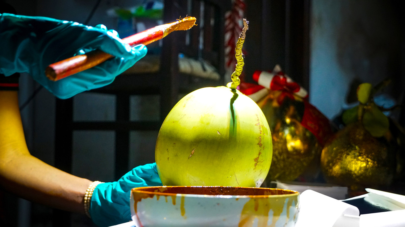 Bén duyên với trái cây dát vàng trong một lần đọc báo thấy người ta dát vàng cho bàn, ghế, nhà… rất đẹp nên chị Phước đã mua đồ về làm thử trên trái cây. Qua nhiều lần thử nghiệm, chị Phước nhận thấy, các loại trái có vỏ láng mịn dát vàng rất đẹp, nhất là trên trái bưởi và dừa trưng rất bền. Riêng dưa hấu cũng có vỏ láng nhưng khi dát vàng lại rất dễ úng, không trưng được lâu.