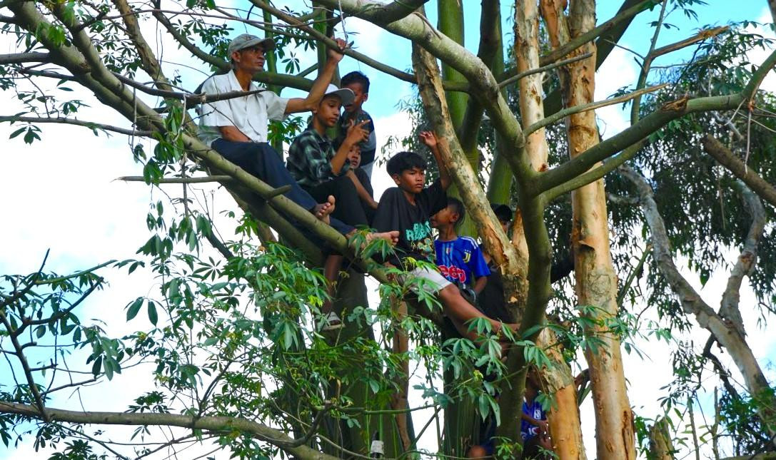 Nhiều người còn trèo lên cả cây để xem cho thoả thích.