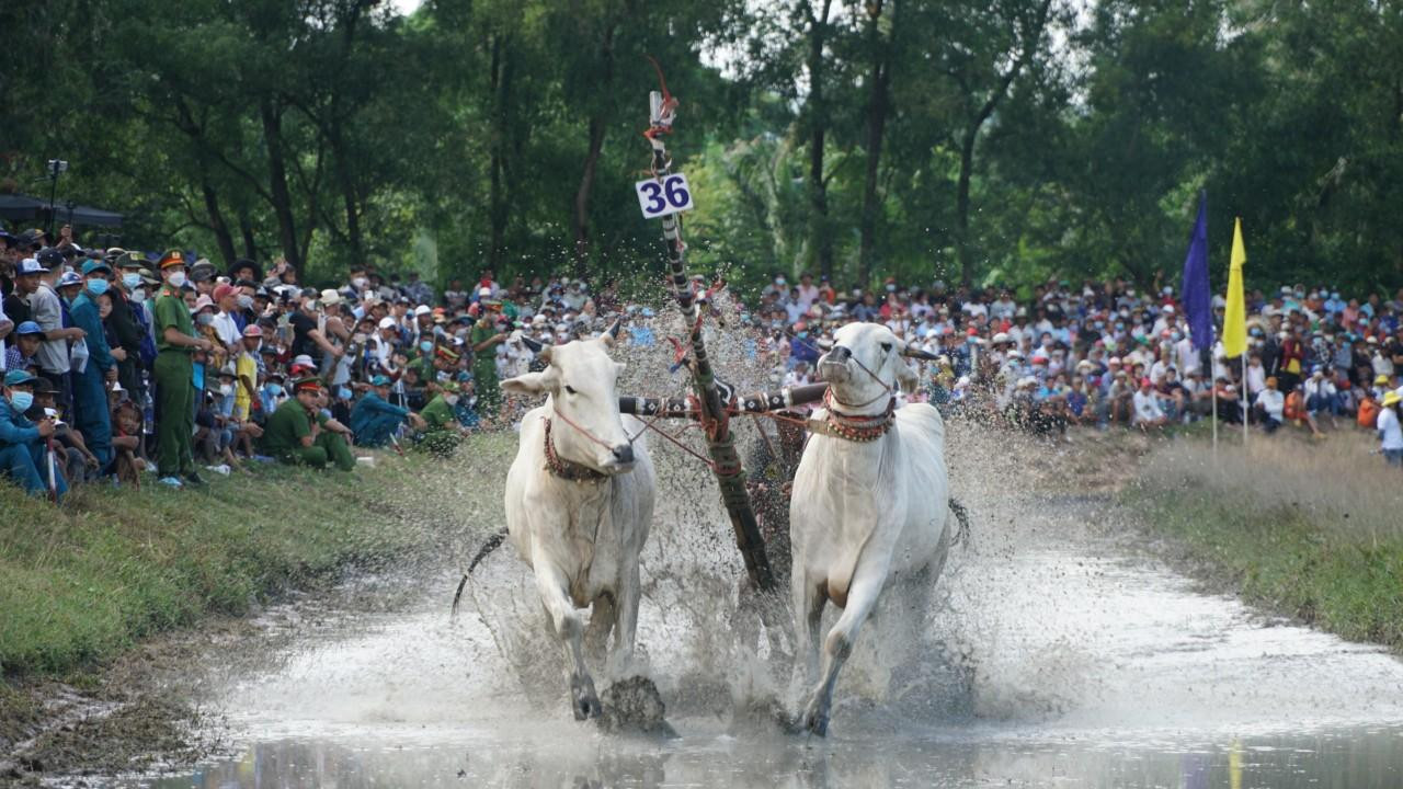 Khi trọng tài phát lệnh xuất phát, hai đôi bò phải thực hiện 2 nội dung thi đấu: Vòng hô (điều khiển bò đi với tốc độ chậm, chủ yếu để biểu diễn kỹ thuật điều khiển đôi bò) và vòng thả (phô diễn tốc độ chạy nhanh về đích).
