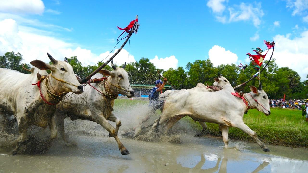 Sau khi bốc thăm ngẫu nhiên chọn số đeo, 2 đôi bò bước vào tranh tài và thi đấu theo thể thức loại trực tiếp để chọn 4 đôi bò xuất sắc nhất vào thi đấu chung kết chọn ra nhà vô địch.