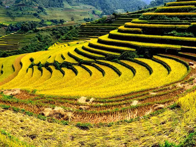 Ruộng bậc thang huyện Mù Cang Chải, tỉnh Yên Bái. Ảnh: ngọc châu