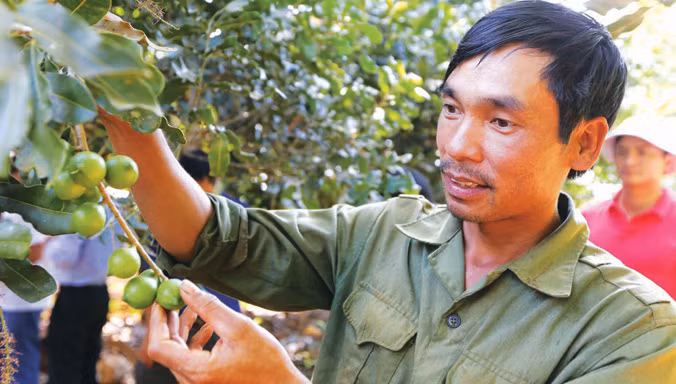 Mắc ca Việt Nam đang sống như thế nào? ảnh 4