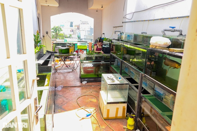 Mô hình chăn nuôi cá vàng trên sân thượng của đôi vợ chồng trẻ (Ảnh: Nguyễn Vy).