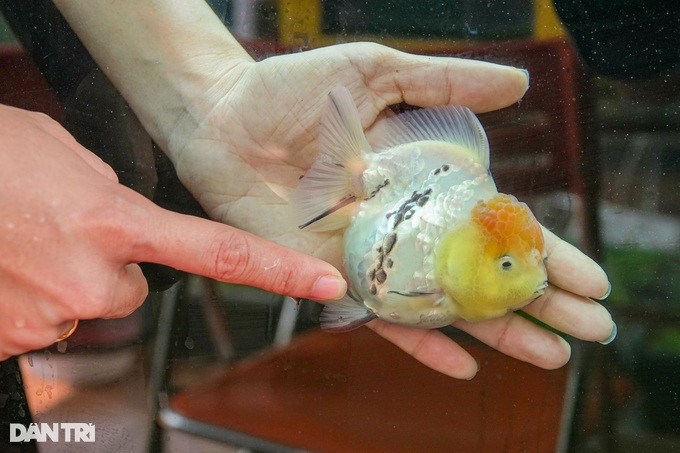Những chú cá đạt kích cỡ 1-2 bàn tay có giá trị cực cao (Ảnh: Nguyễn Vy).