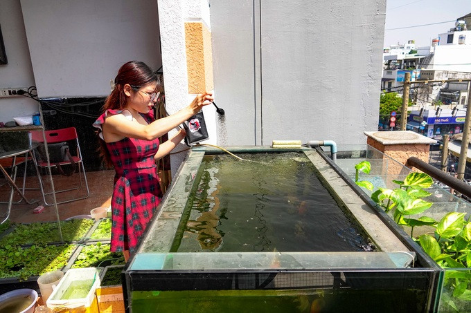 Việc nuôi cá vàng trên sân thượng giúp tận dụng ánh sáng tự nhiên, phát triển mô hình chăn nuôi trong chính căn nhà của mình (Ảnh: Nguyễn Vy).