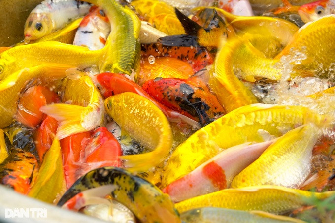 Mỗi tháng, Công cung cấp cho thị trường gần 3 tấn cá Koi với đa dạng thể loại (Ảnh: Nguyễn Vy). Mỗi tháng, Công cung cấp cho thị trường gần 3 tấn cá Koi với đa dạng thể loại (Ảnh: Nguyễn Vy).