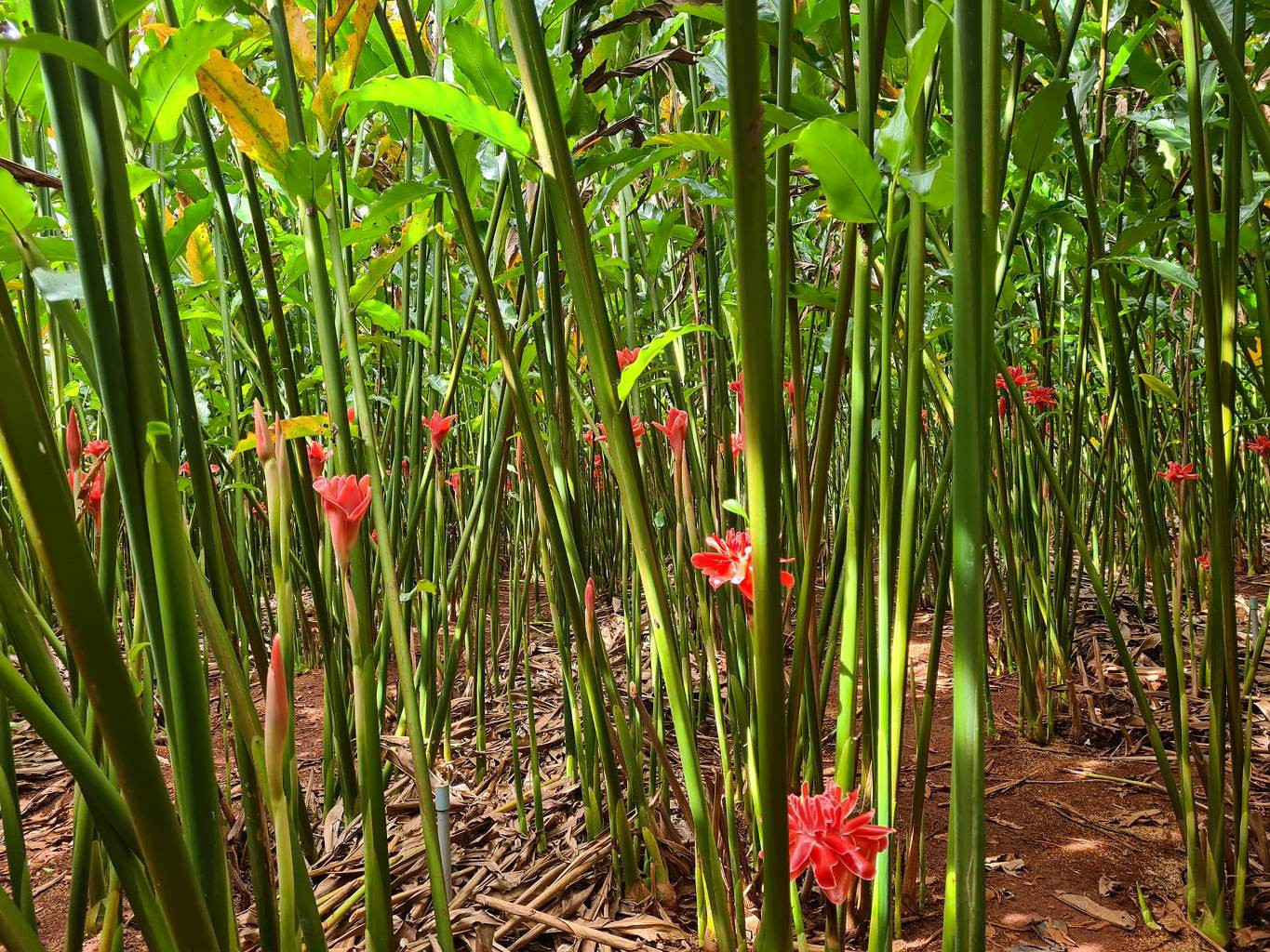 Hoa ra tự nhiên, không dùng kích thích hóa học nên cung không đủ cầu, nhất là dịp vía Thần Tài (Ảnh: Thu Thương) Hoa ra tự nhiên, không dùng kích thích hóa học nên cung không đủ cầu, nhất là dịp vía Thần Tài (Ảnh: Thu Thương)