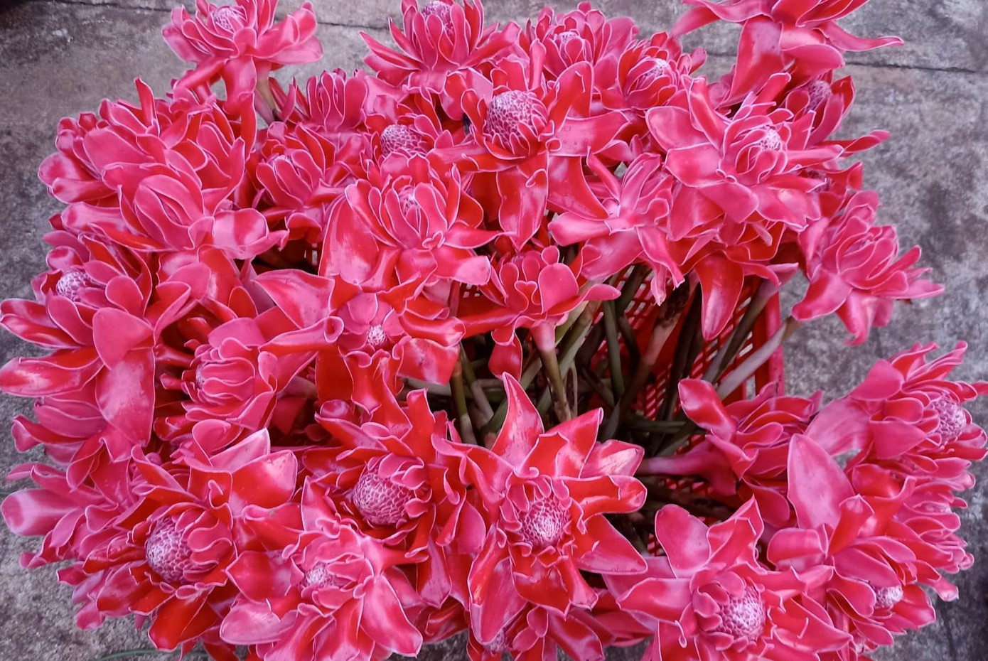 Loại sen trồng trên cạn đặc biệt thu hút khách dịp vía Thần tài với cái tên sen Đa Lộc. (Ảnh: Thu Thương) Loại sen trồng trên cạn đặc biệt thu hút khách dịp vía Thần tài với cái tên sen Đa Lộc. (Ảnh: Thu Thương)