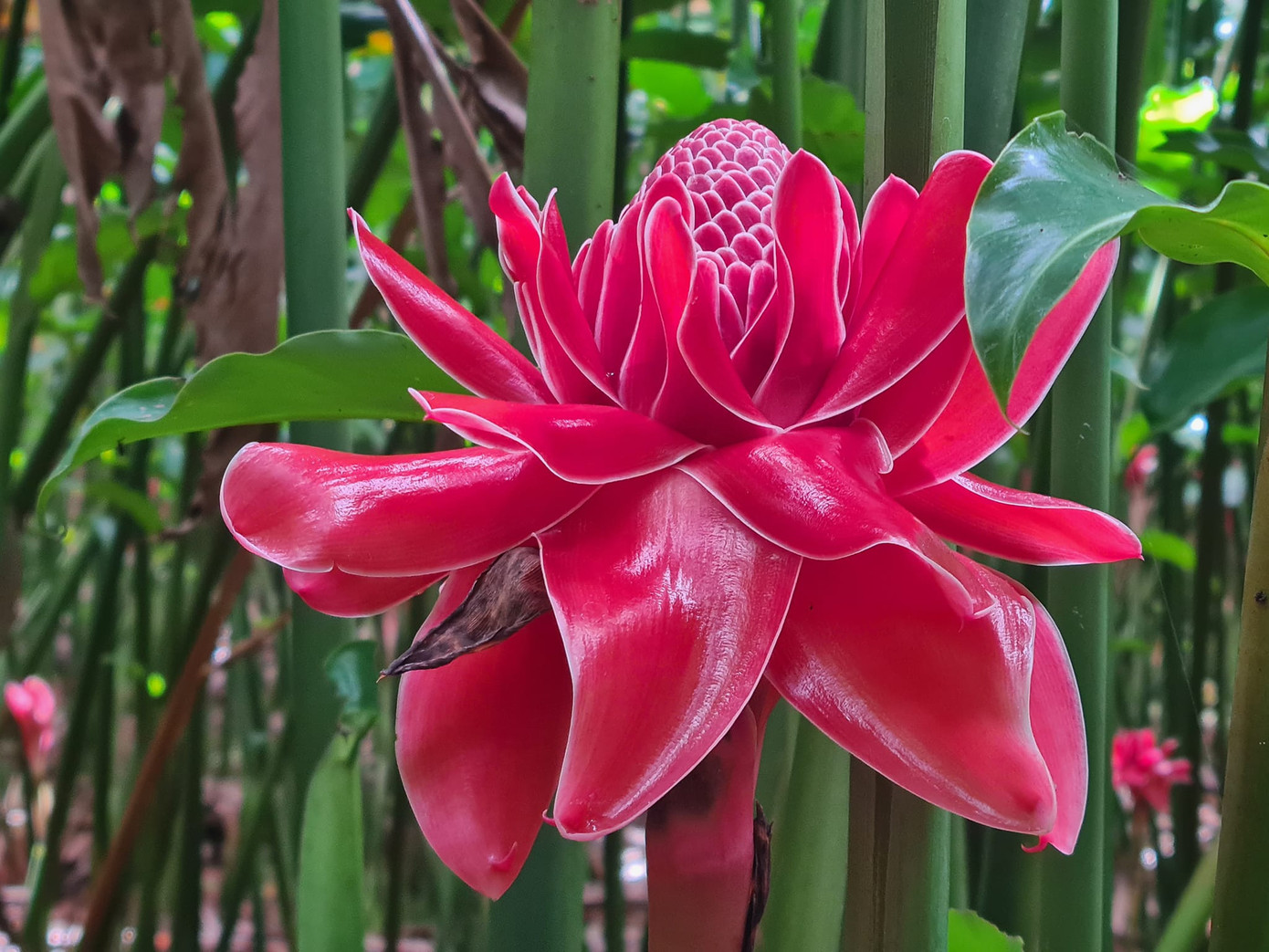 Sen Đa Lộc là loại cây thuộc họ gừng, riềng được trồng nhiều ở Bình Dương, Bình Phước. (Ảnh: Thu Thương) Sen Đa Lộc là loại cây thuộc họ gừng, riềng được trồng nhiều ở Bình Dương, Bình Phước. (Ảnh: Thu Thương)