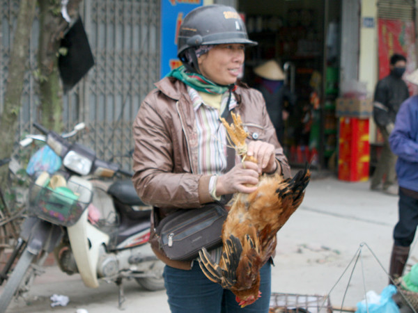 Gà trống cũng được nhiều người dân lựa chọn trong ngày cúng ông Công ông Táo