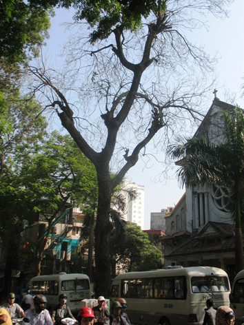 Một cây chết khô từ lâu trên phố Nguyễn Biểu (quận Ba Đình) chưa được chặt bỏ. Ảnh: Thanh Hùng