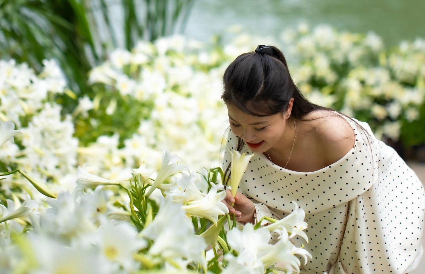 Mùa hoa loa kèn thường được gọi là “mùa hoa của ký ức”. Không phải vì hoa có mùi hương, mà vì vẻ đẹp của nó nhắc nhớ đến những điều trong trẻo đã đi qua như mối tình đầu, như những sáng tinh khôi trong trẻo...