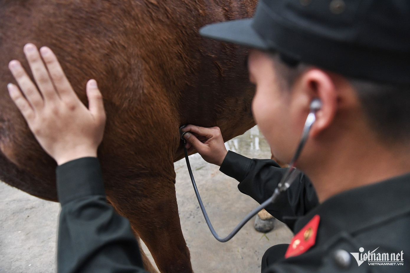 21 cán bộ chăn nuôi, thú y đi cùng đoàn để chăm sóc sức khỏe, dinh dưỡng cho đoàn ngựa kỵ binh. 21 cán bộ chăn nuôi, thú y đi cùng đoàn để chăm sóc sức khỏe, dinh dưỡng cho đoàn ngựa kỵ binh.