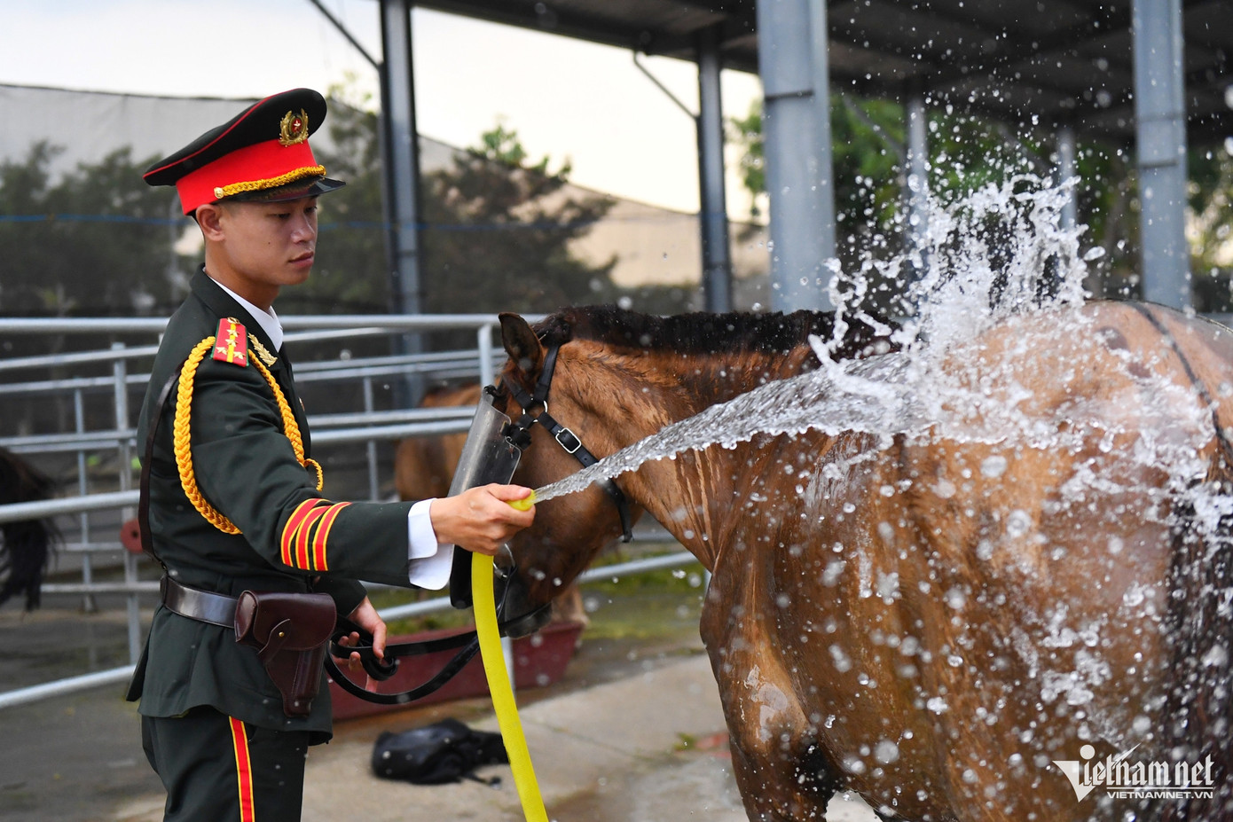 21 cán bộ chăn nuôi, thú y đi cùng đoàn để chăm sóc sức khỏe, dinh dưỡng cho đoàn ngựa kỵ binh. 21 cán bộ chăn nuôi, thú y đi cùng đoàn để chăm sóc sức khỏe, dinh dưỡng cho đoàn ngựa kỵ binh.