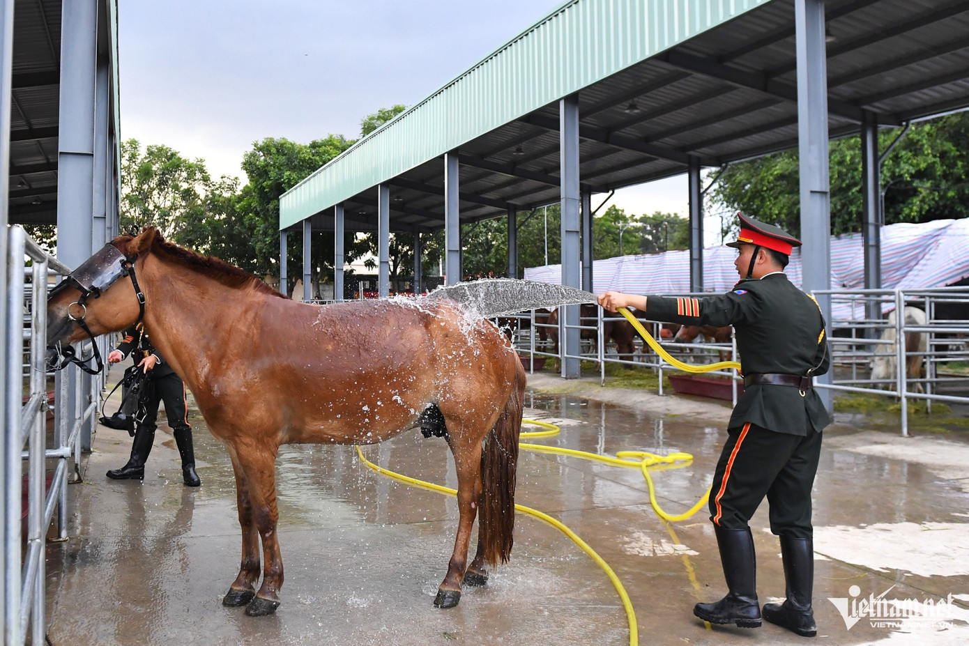 Mỗi ngày, các chiến sĩ tắm, chải lông cho ngựa 2-3 lần, tùy vào điều kiện thời tiết Mỗi ngày, các chiến sĩ tắm, chải lông cho ngựa 2-3 lần, tùy vào điều kiện thời tiết