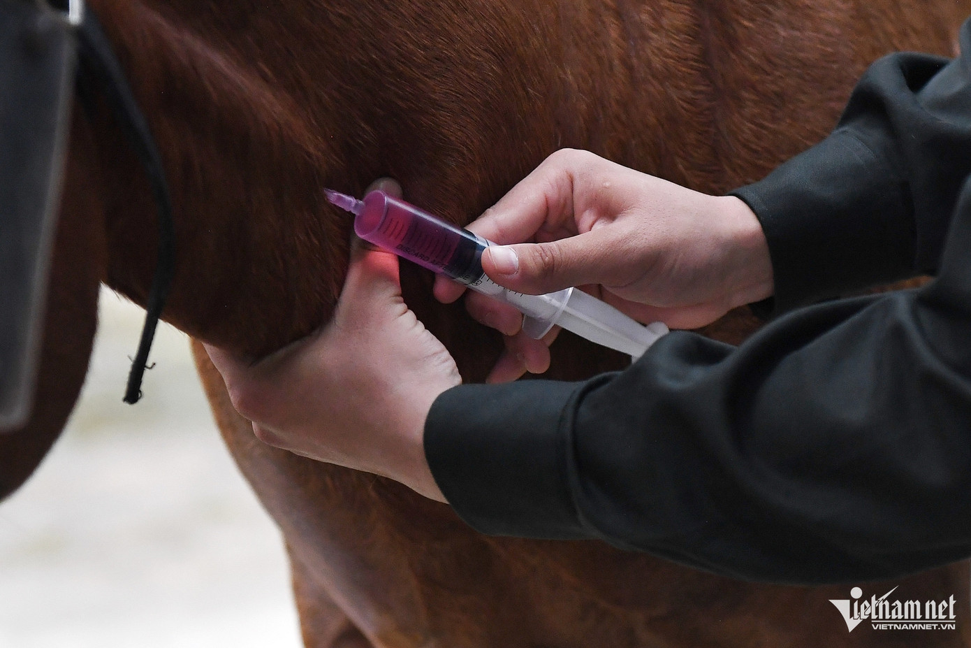 21 cán bộ chăn nuôi, thú y đi cùng đoàn để chăm sóc sức khỏe, dinh dưỡng cho đoàn ngựa kỵ binh. 21 cán bộ chăn nuôi, thú y đi cùng đoàn để chăm sóc sức khỏe, dinh dưỡng cho đoàn ngựa kỵ binh.