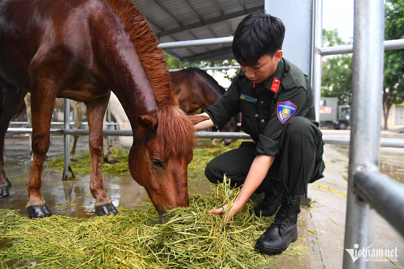 Cỏ tươi, cỏ Alfalfa, muối khoáng... nằm trong chế độ dinh dưỡng hằng ngày của đoàn ngựa kỵ binh. Cỏ tươi, cỏ Alfalfa, muối khoáng... nằm trong chế độ dinh dưỡng hằng ngày của đoàn ngựa kỵ binh.