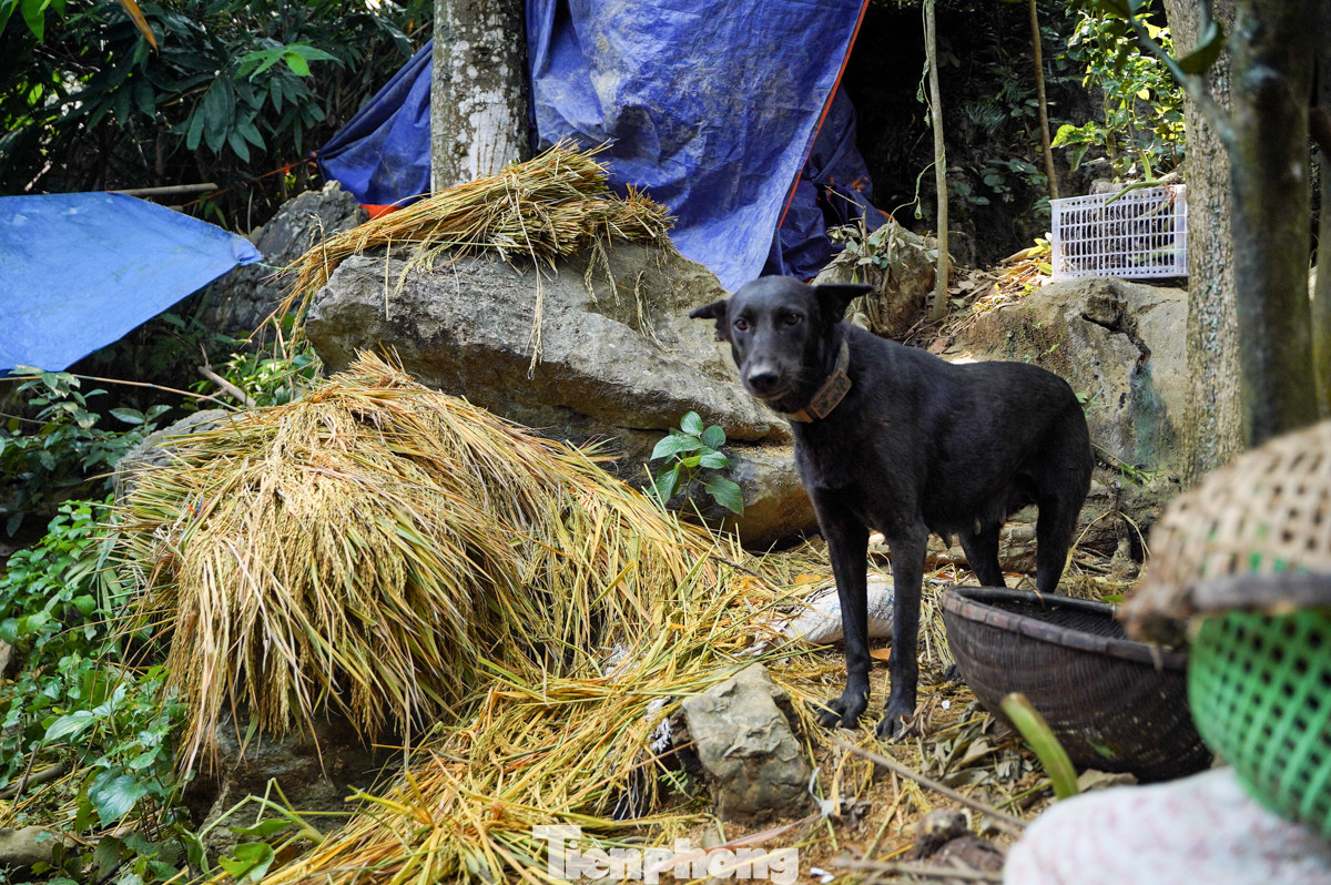 Lúa và vật nuôi được anh Khải mang lên ngọn núi sau nhà. Lúa và vật nuôi được anh Khải mang lên ngọn núi sau nhà.