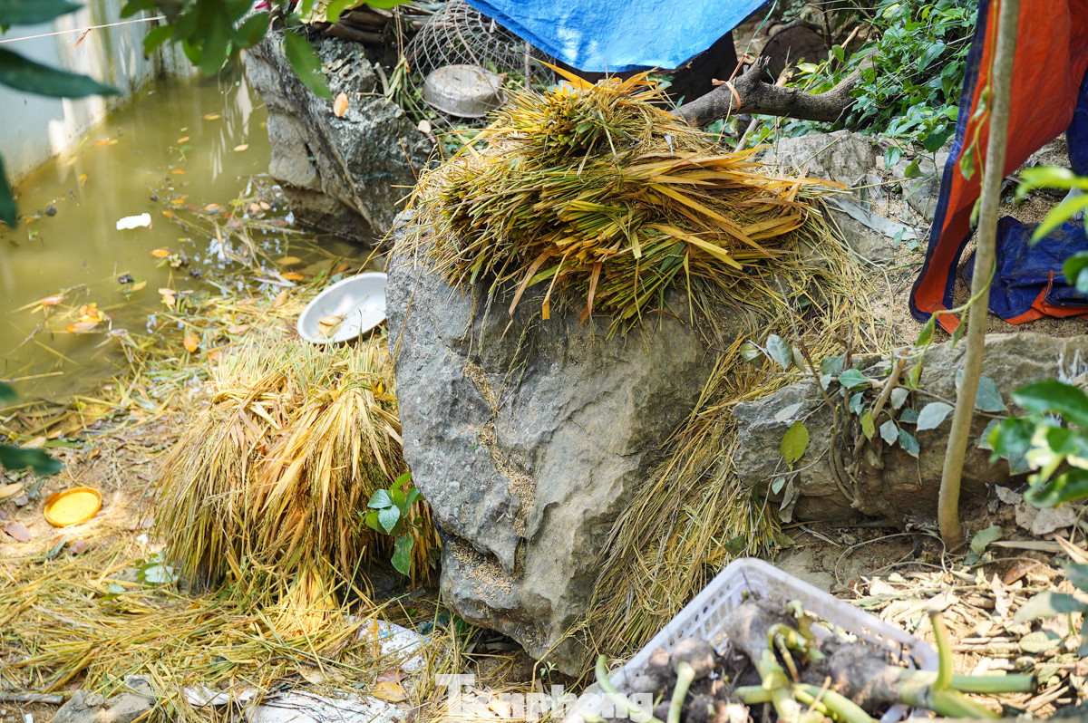 Lúa và vật nuôi được anh Khải mang lên ngọn núi sau nhà. Lúa và vật nuôi được anh Khải mang lên ngọn núi sau nhà.