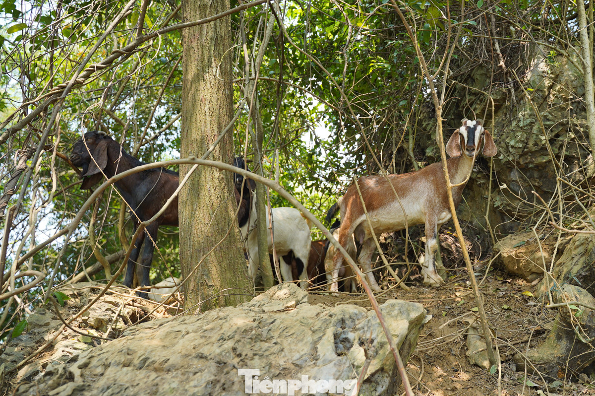 Đàn dê nhà anh Nhã có khoảng 40 con. Đàn dê nhà anh Nhã có khoảng 40 con.