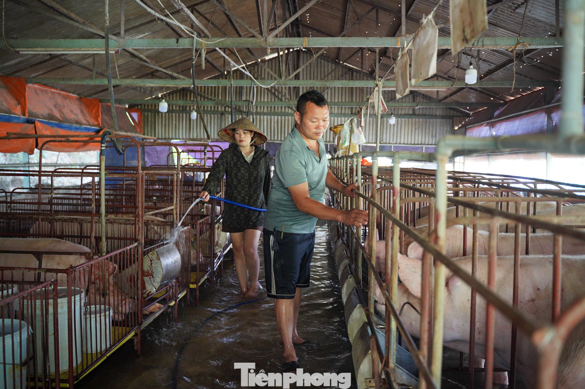 Về lợn thì anh bị thiệt hại khá nhiều, từ hôm ngập đến nay nhà anh Nhã có hơn 10 con bị chết, thiệt hại ước tính số tiền lên đến 200 triệu đồng. Về lợn thì anh bị thiệt hại khá nhiều, từ hôm ngập đến nay nhà anh Nhã có hơn 10 con bị chết, thiệt hại ước tính số tiền lên đến 200 triệu đồng.