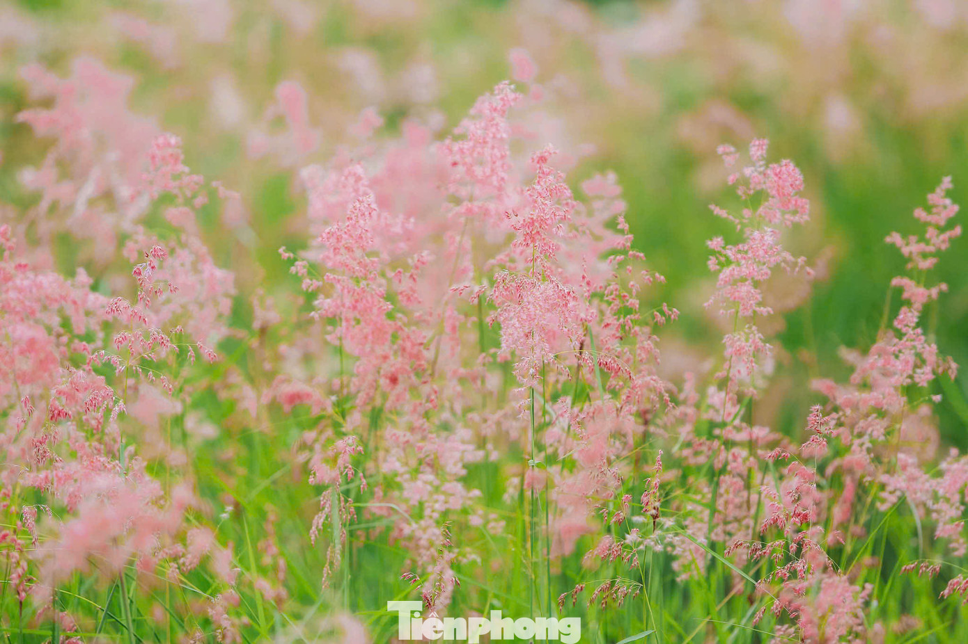 Cỏ hồng là loài cỏ dại lá kim, mọc thành bụi nhỏ, thân lá mảnh mai. Sau mùa mưa, cỏ non nhú lên với lá và hoa tím hồng. Sáng sớm, sương đọng trên cỏ lấp lánh dưới nắng nên còn được gọi là "cỏ tuyết".