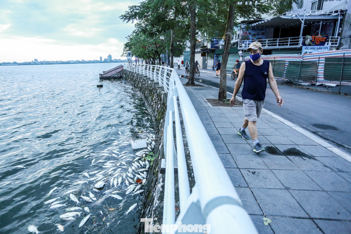 Theo người dân phản ánh, mấy ngày gần đây, tình trạng cá chết lại tái diễn ở khu vực ven Hồ Tây (quận Tây Hồ, thành phố Hà Nội). Nhiều xác cá đang trong quá trình phân hủy bốc mùi hôi thối nồng nặc, ảnh hưởng trực tiếp tới đời sống của người dân xung quanh khu vực.